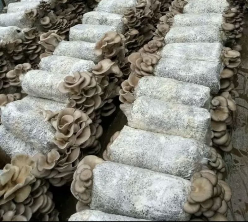 石河子批发高产量平菇裁培种，平菇菌包，其它食用菌栽培种