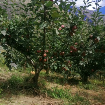 茂县冰糖心苹果大量上市