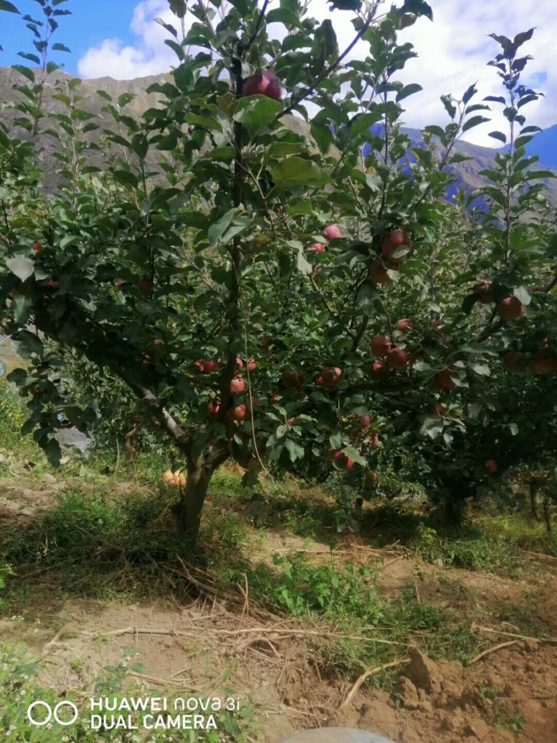 茂县冰糖心苹果大量上市