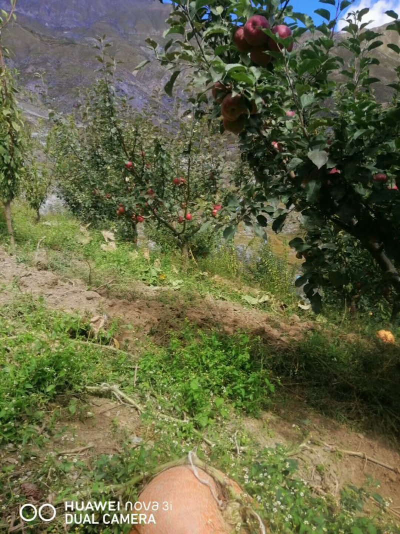 茂县冰糖心苹果大量上市