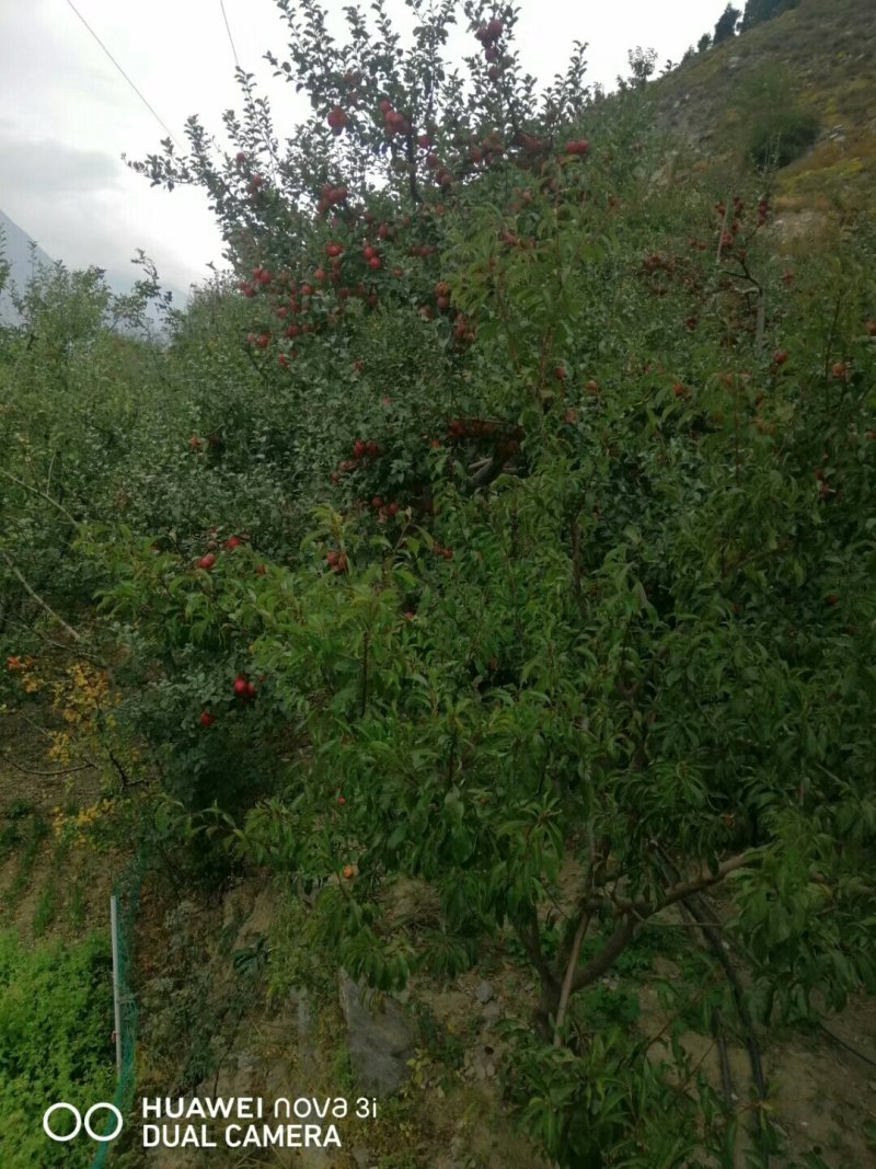 茂县冰糖心苹果大量上市