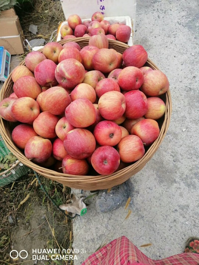 茂县冰糖心苹果大量上市