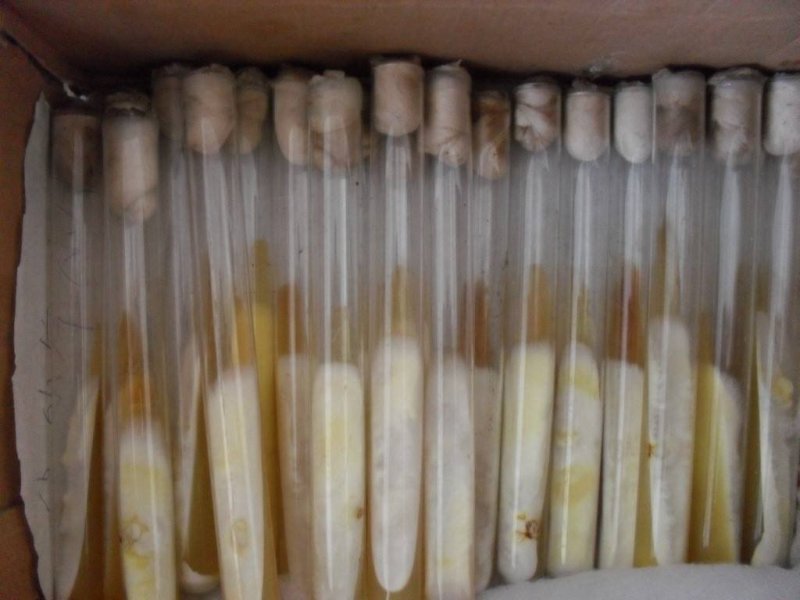 石河子批发高产量平菇裁培种，平菇菌包，其它食用菌栽培种