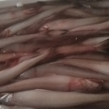 浙江台州深海海鲜