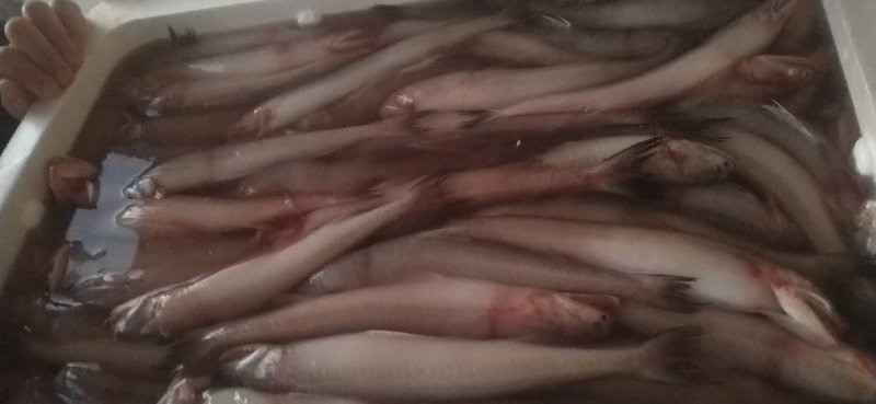 浙江台州深海海鲜