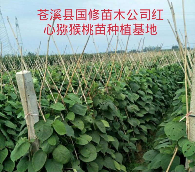 红阳猕猴桃嫁接苗包邮苍溪原产地批发保品种免费技术