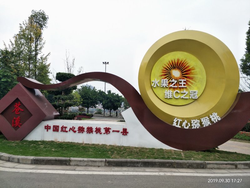 红阳猕猴桃嫁接苗包邮苍溪原产地批发保品种免费技术
