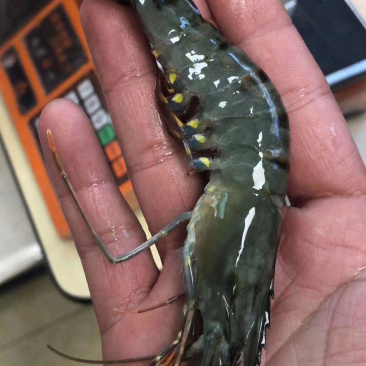 草虾