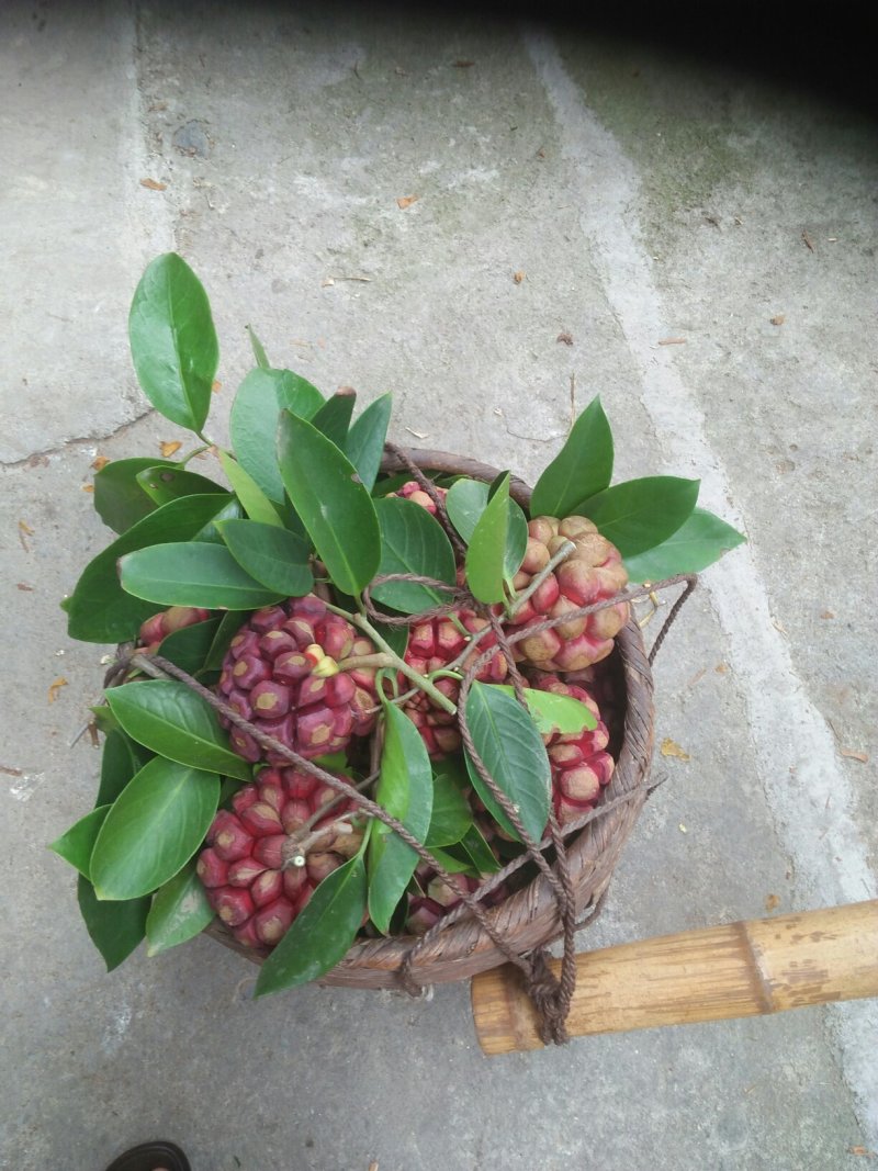 布福娜