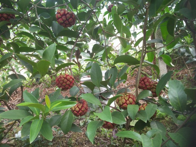 布福娜