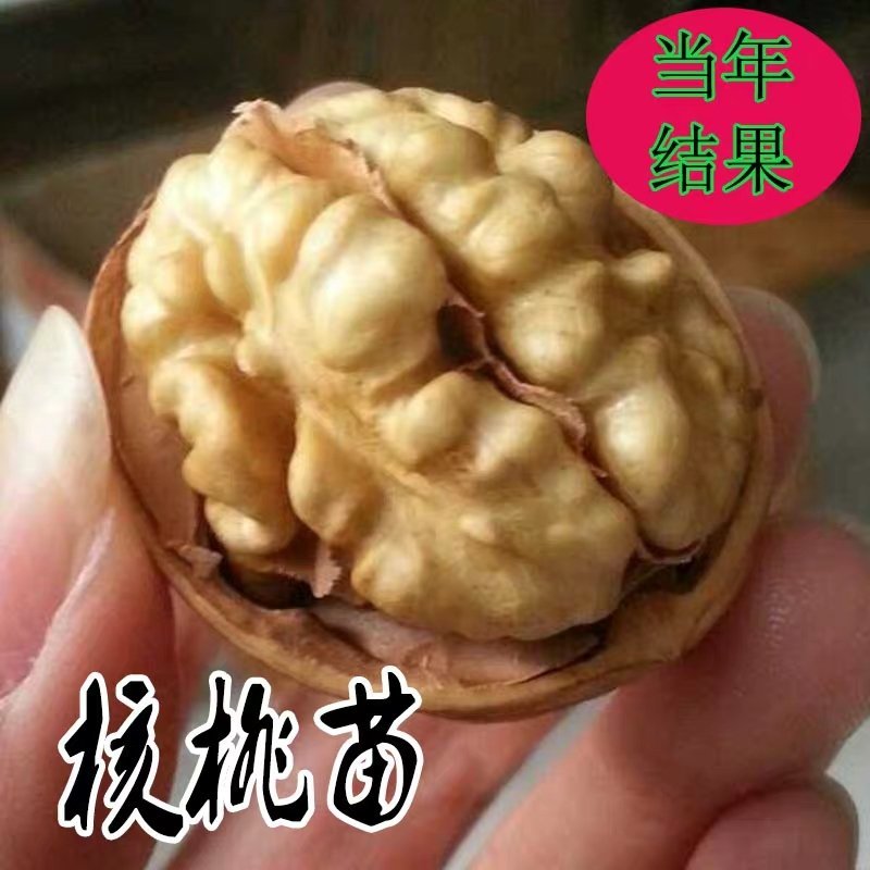 薄皮核桃树苗，皮薄肉香，产地直发，免费种植技术指导。