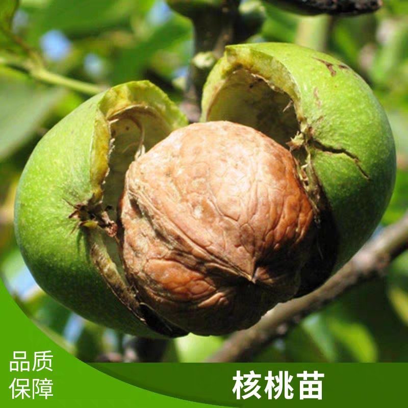 薄皮核桃树苗，皮薄肉香，产地直发，免费种植技术指导。