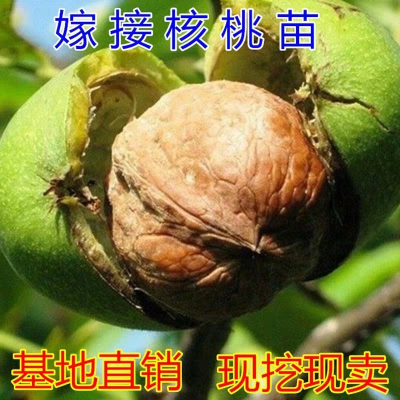 薄皮核桃树苗，皮薄肉香，产地直发，免费种植技术指导。
