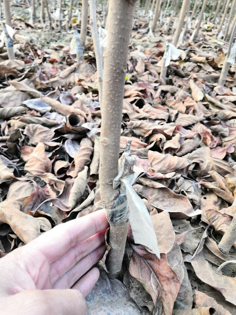 薄皮核桃树苗，皮薄肉香，产地直发，免费种植技术指导。