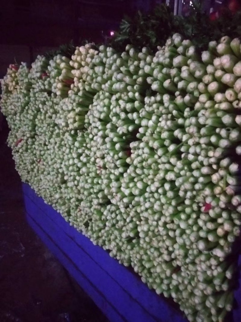皇妃西芹大量上货中，专业团队，一条龙服务。