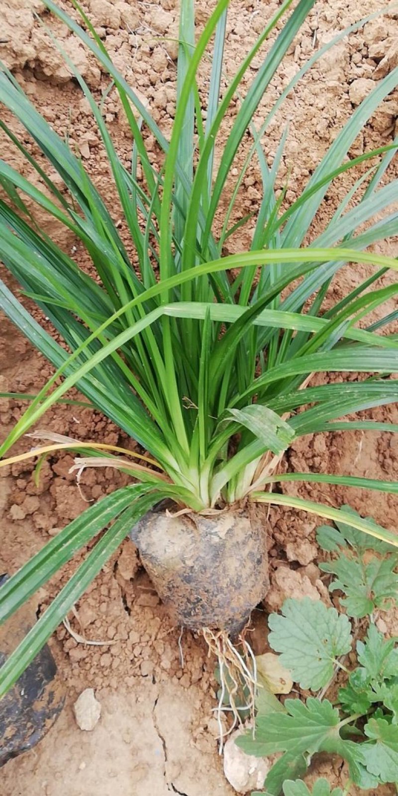 青绿苔草崂峪苔草苔草基地直供一手货源