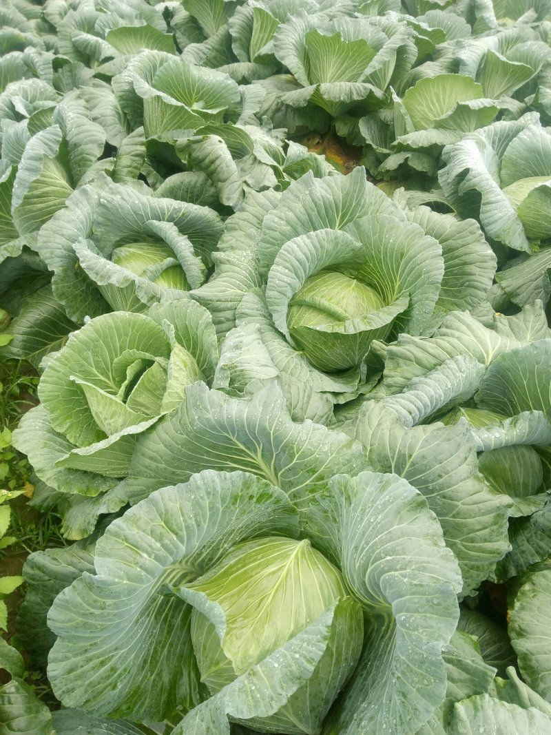 脆莲白正式上市了
