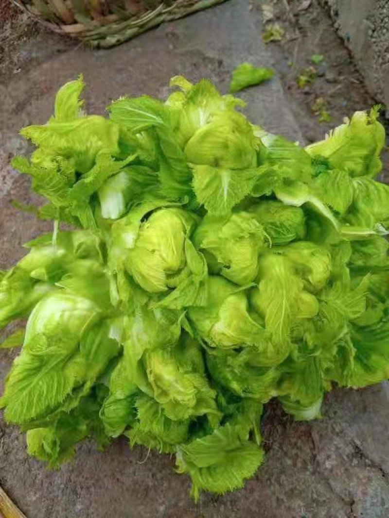 儿菜，多子菜，产地直供，一手货源，保质保量。