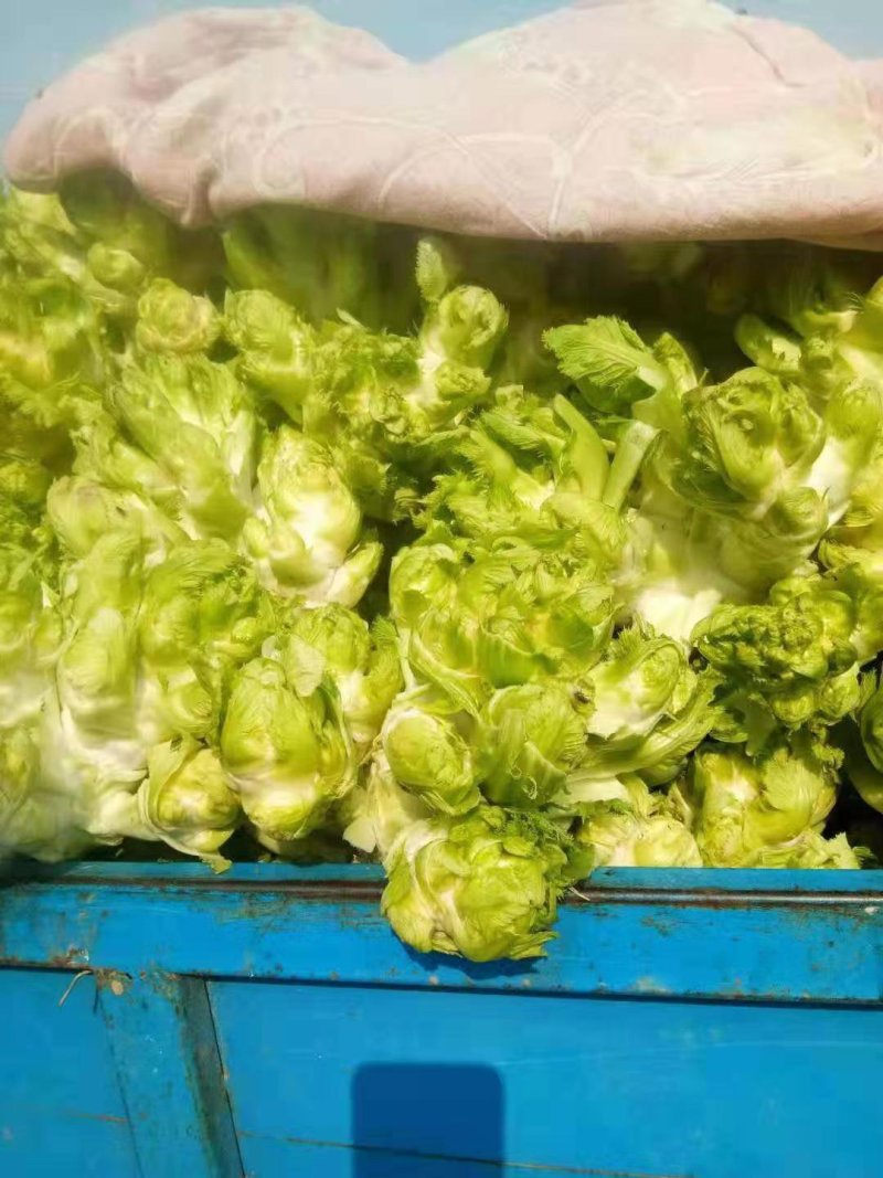 儿菜，多子菜，产地直供，一手货源，保质保量。