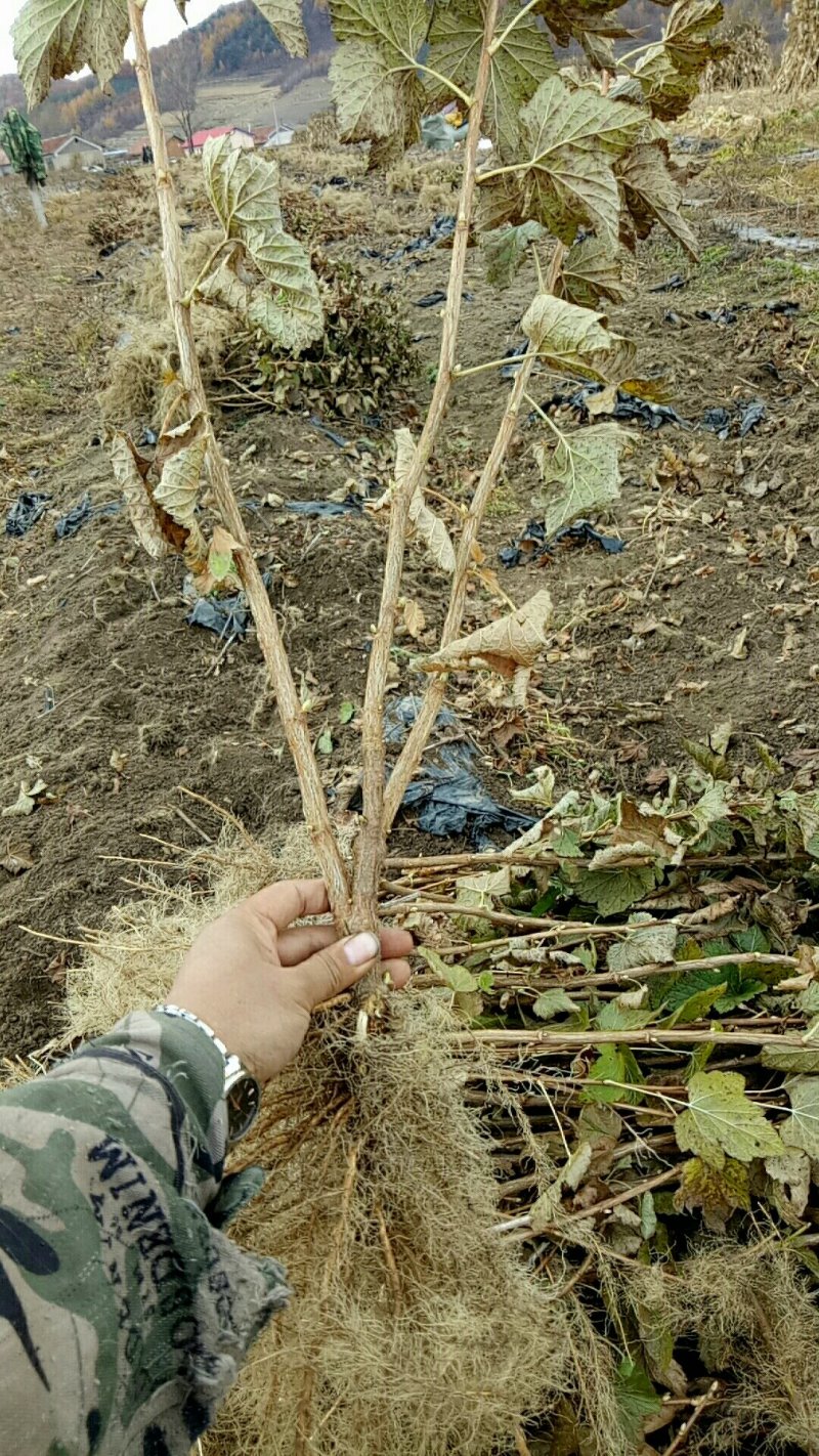 黑加仑苗2年苗叉多大力黑加仑