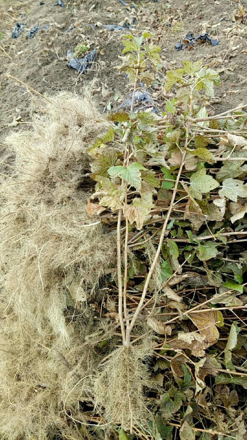 黑加仑苗2年苗叉多大力黑加仑