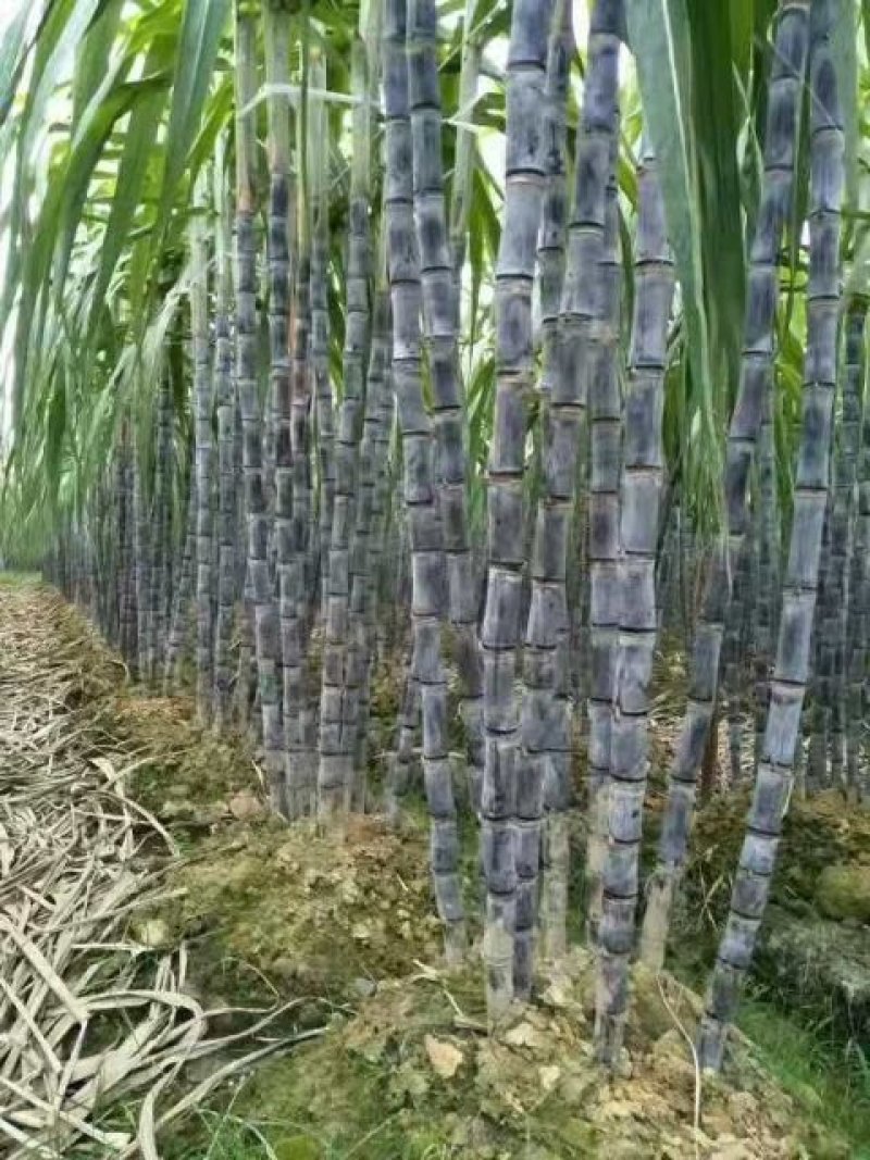 《畅销》黑甘蔗种苗基地直发提供技术指导一条龙服务量大从优