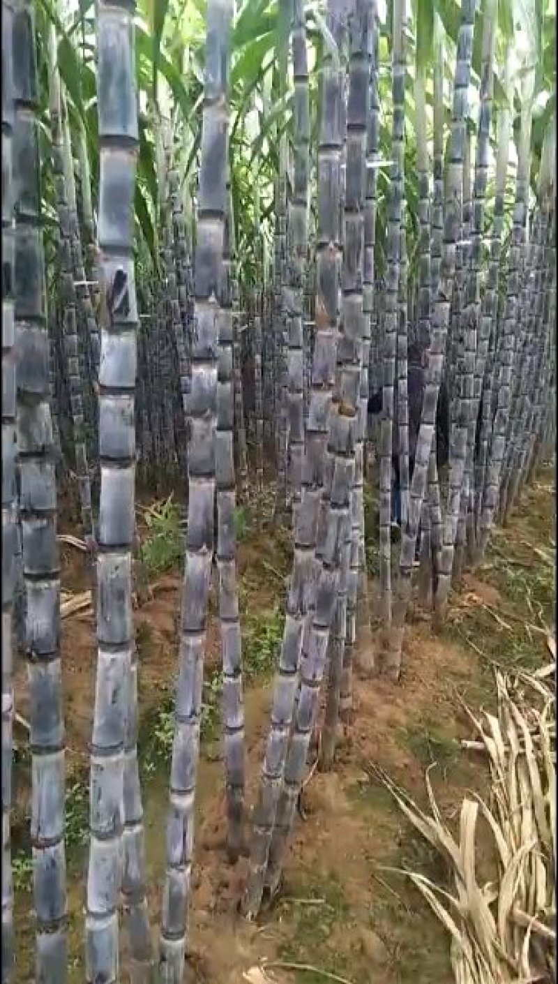 《畅销》黑甘蔗种苗基地直发提供技术指导一条龙服务量大从优