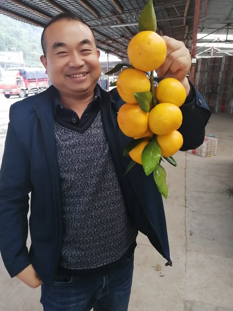 新品蜜橘，合作社直供无代办费，优质货源，优质服务