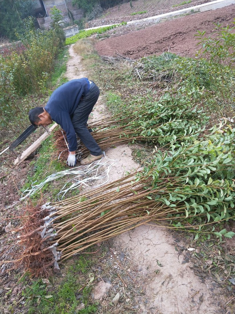 脆红李子树苗50~100cm脆红李子树苗50~100