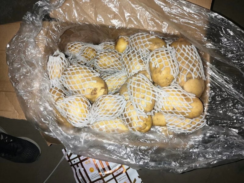 山东荷兰十五土豆供应之中货源充足按质量论价