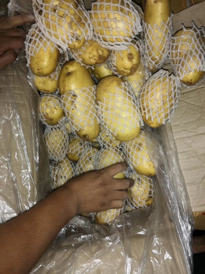 山东荷兰十五土豆供应之中货源充足按质量论价