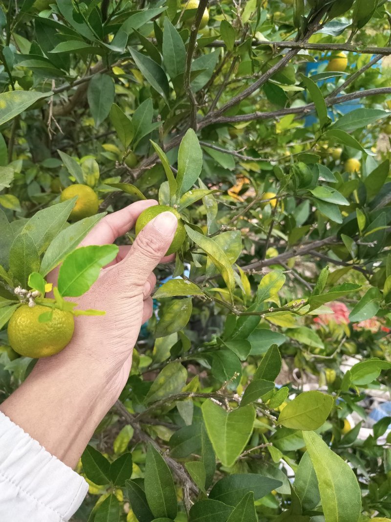 南丰蜜橘
