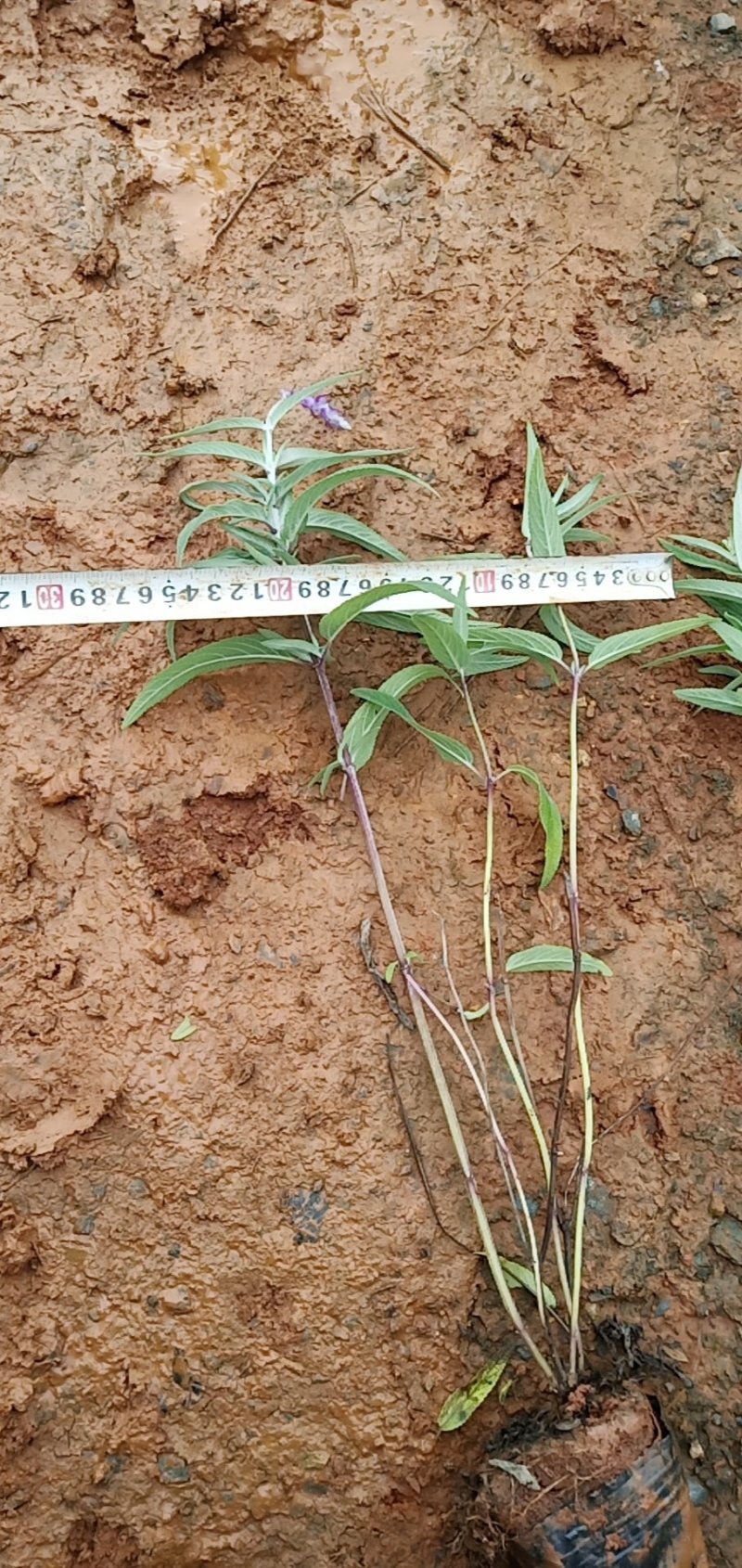 紫柳，墨西哥鼠尾草墨西哥鼠尾草种植销售