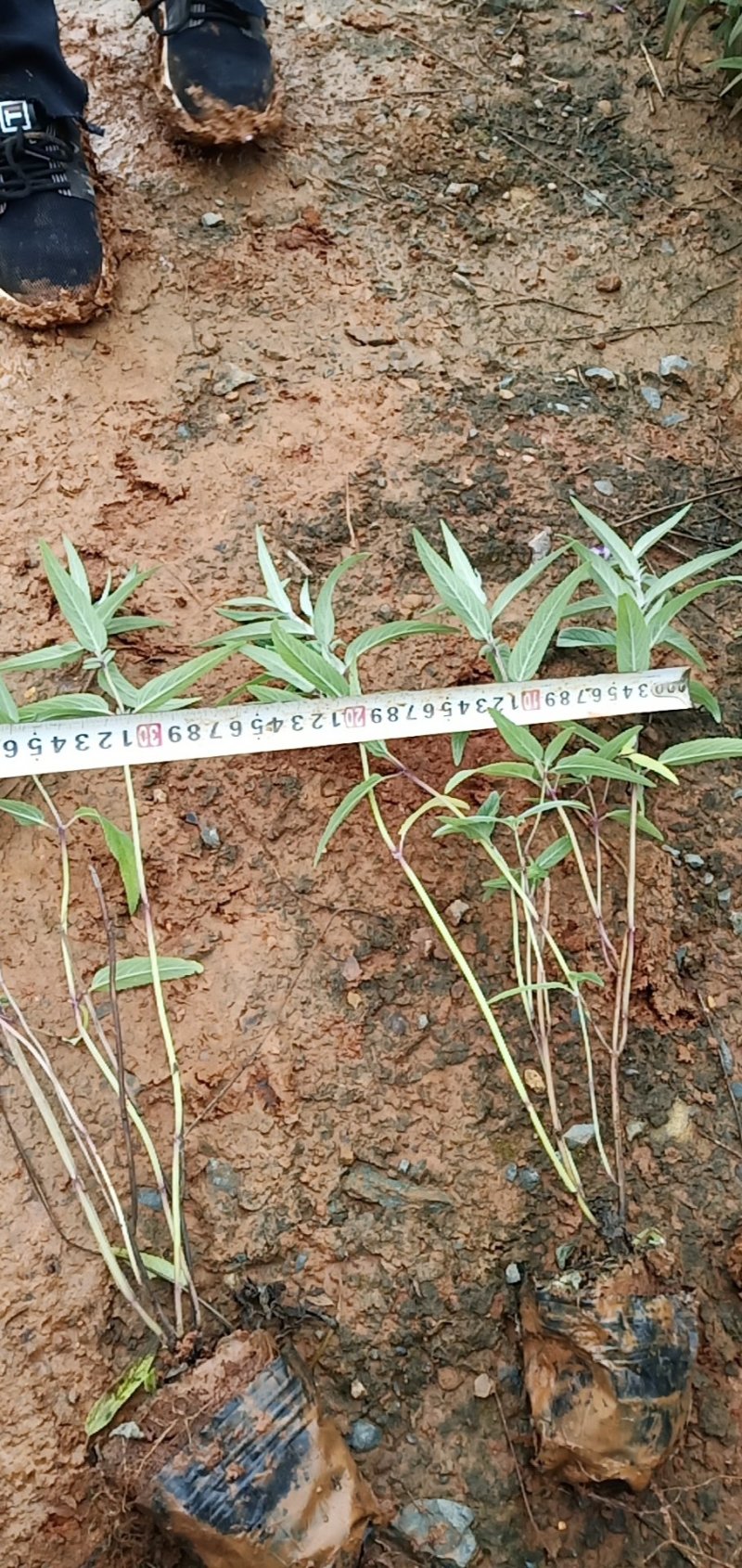 紫柳，墨西哥鼠尾草墨西哥鼠尾草种植销售