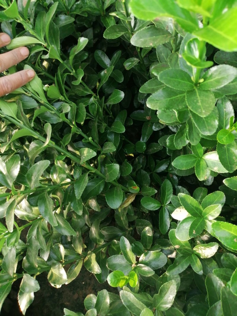 大叶黄杨冬小叶黄杨，北海道等各种规格绿化苗木，基地直发保