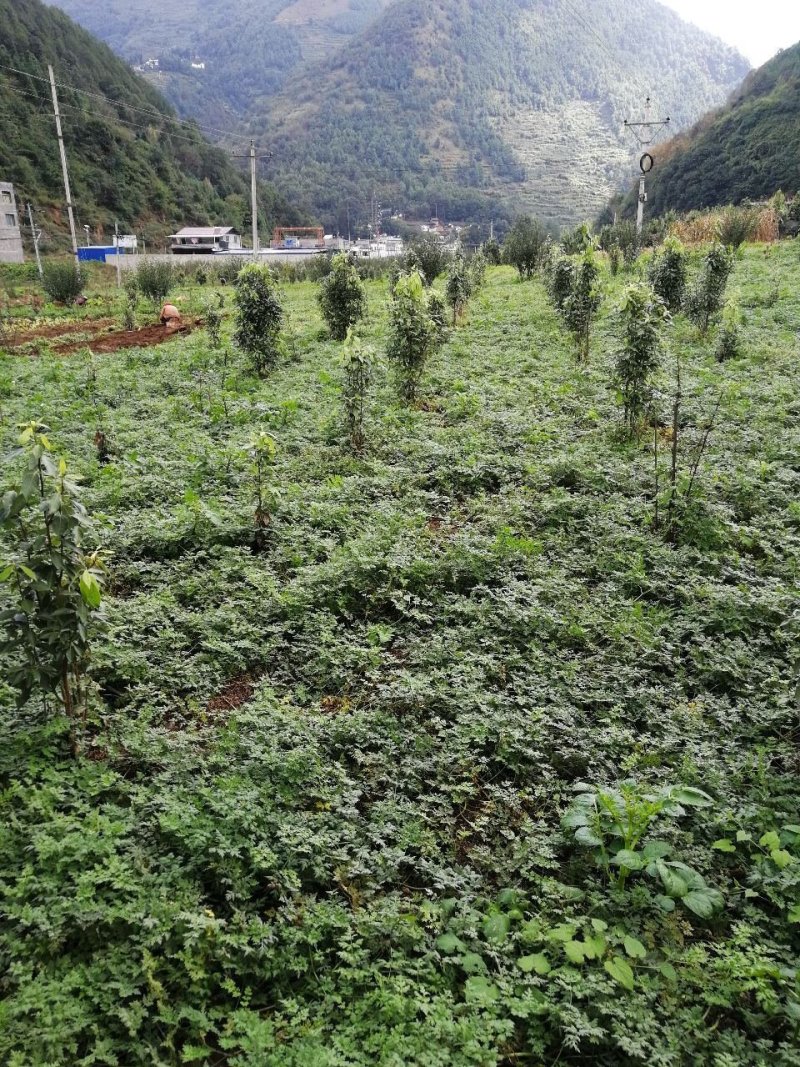 新鲜农家甜当归，香糯脆甜里你养生的天然炖品
