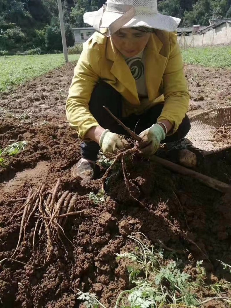 新鲜农家甜当归，香糯脆甜里你养生的天然炖品