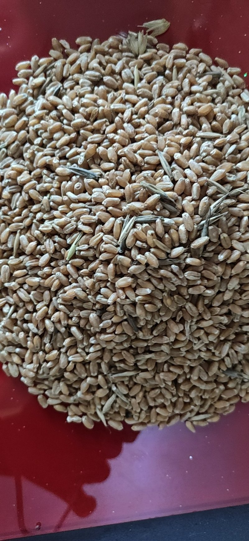 小麦