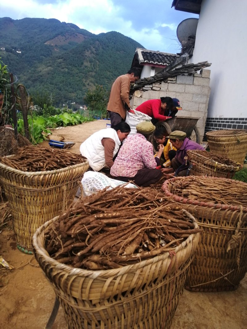 新鲜农家甜当归，香糯脆甜里你养生的天然炖品