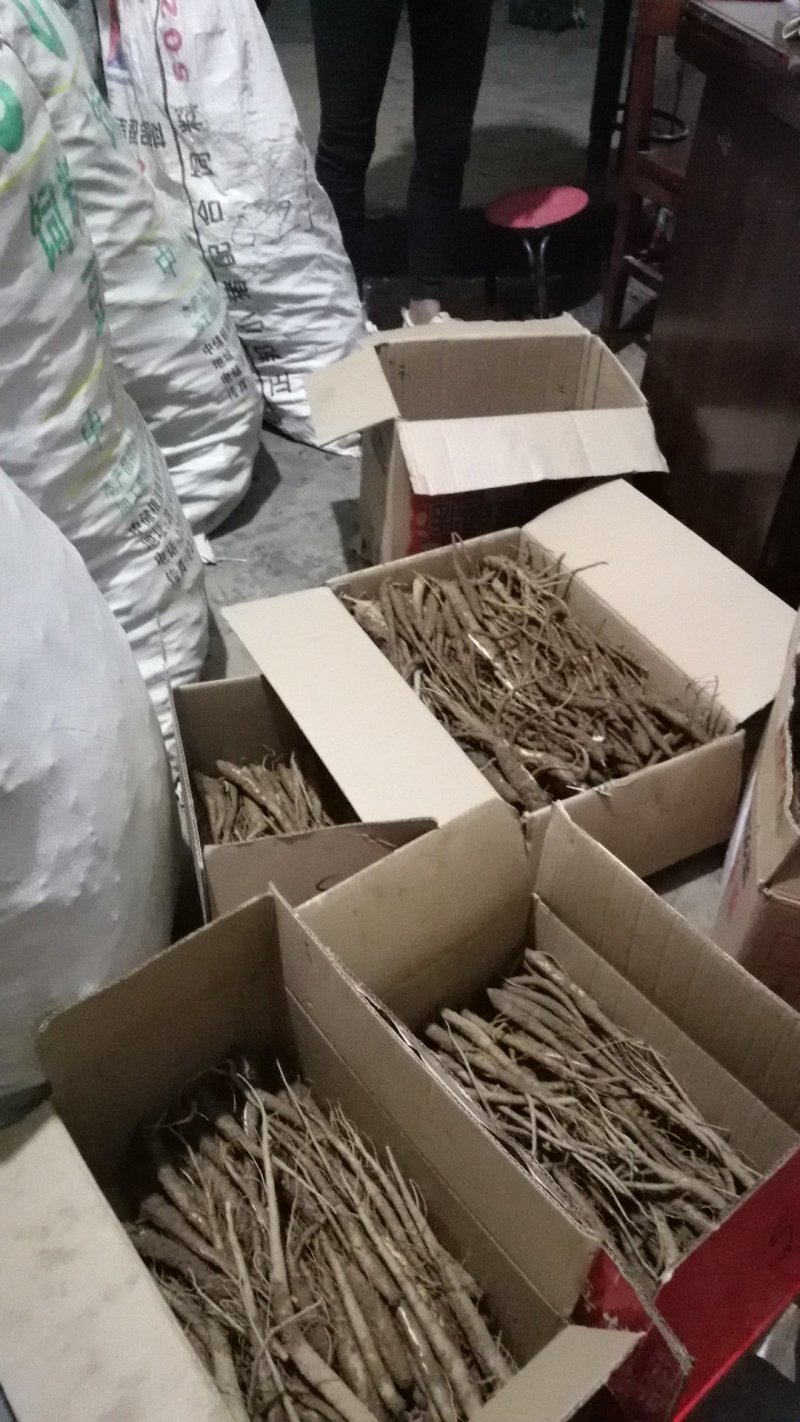 新鲜农家甜当归，香糯脆甜里你养生的天然炖品