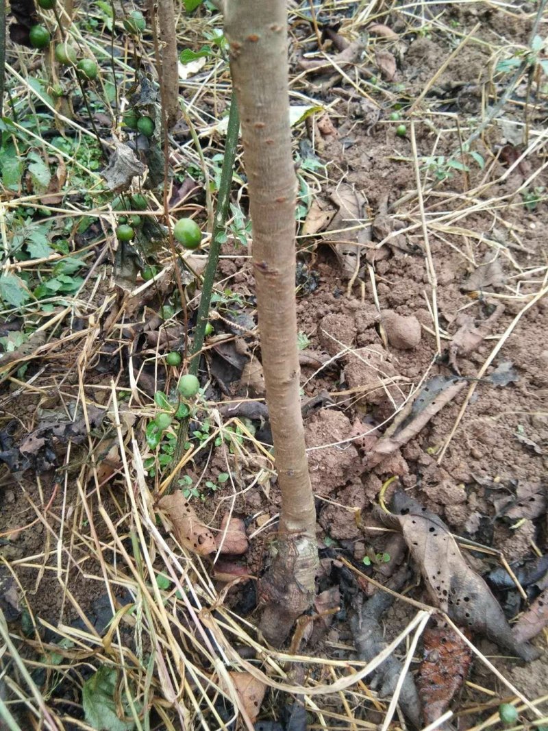 正宗玛瑙红樱桃嫁接苗