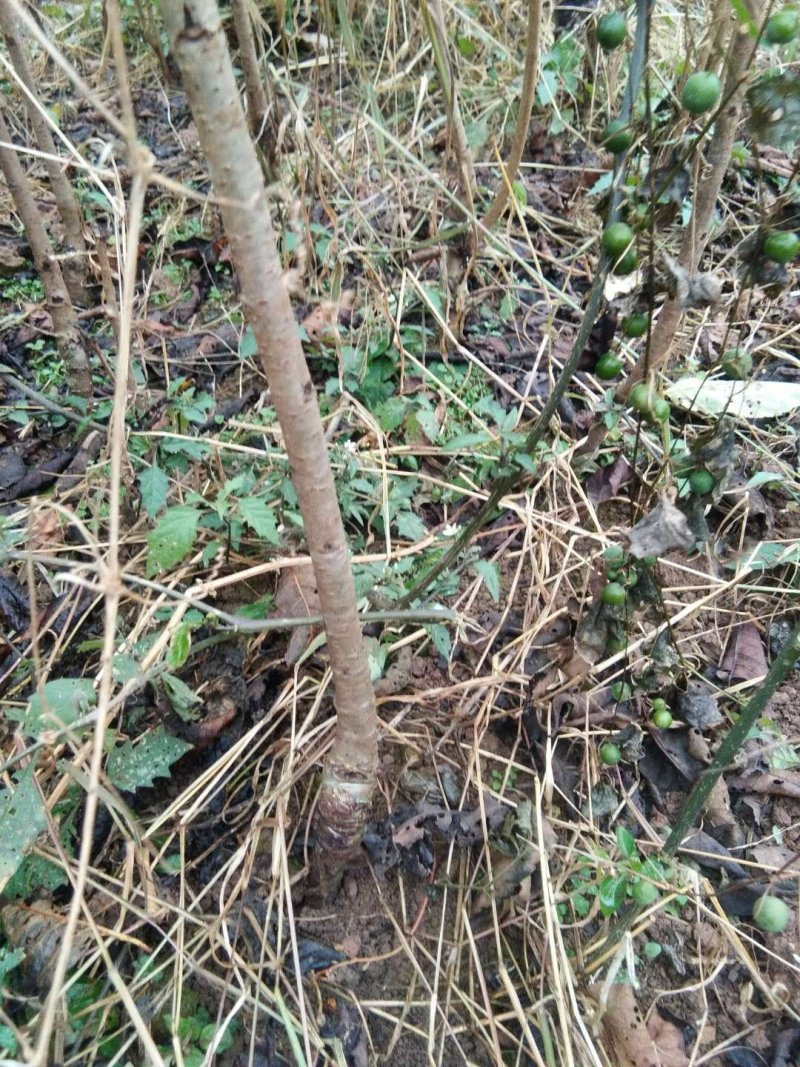 正宗玛瑙红樱桃嫁接苗