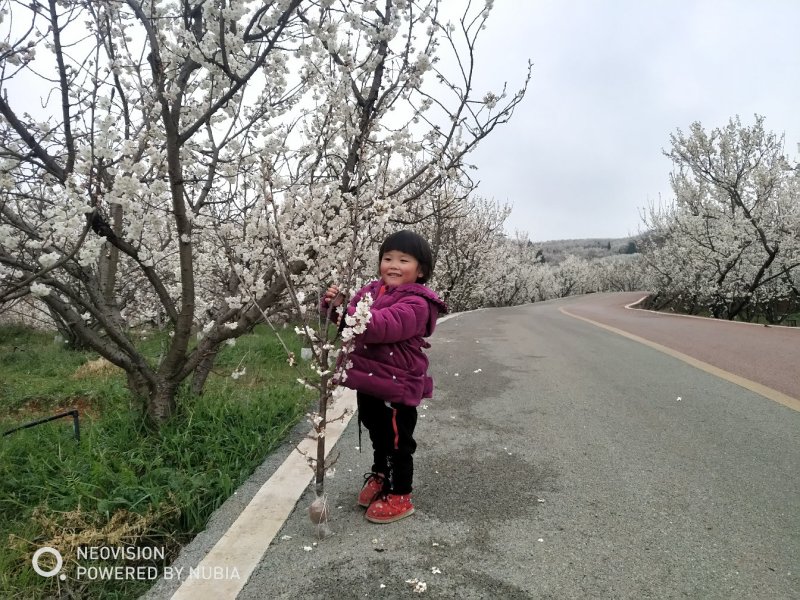 正宗玛瑙红樱桃嫁接苗
