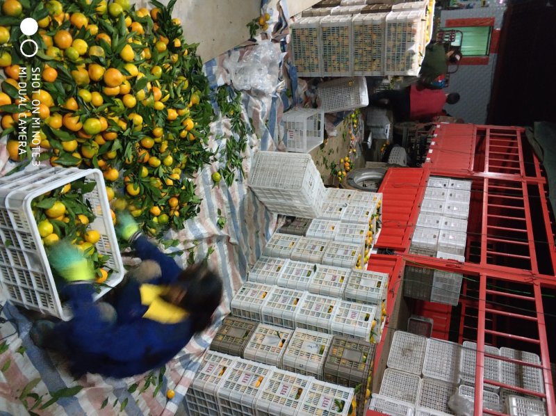 陕西柑桔柑橘蜜橘山地货皮毛光滑甜度好诚信代