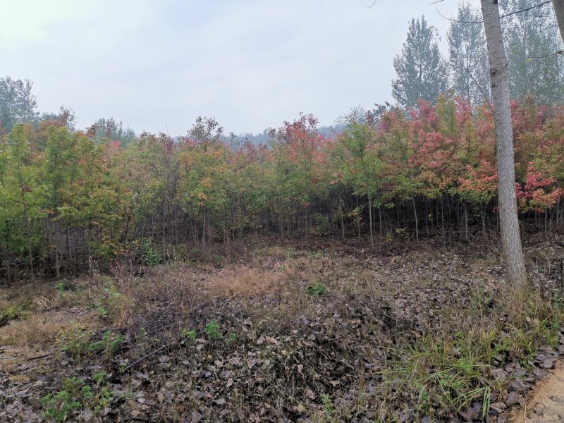 北美红枫，秋火焰红枫米径2—4公分自家苗圃持续上车