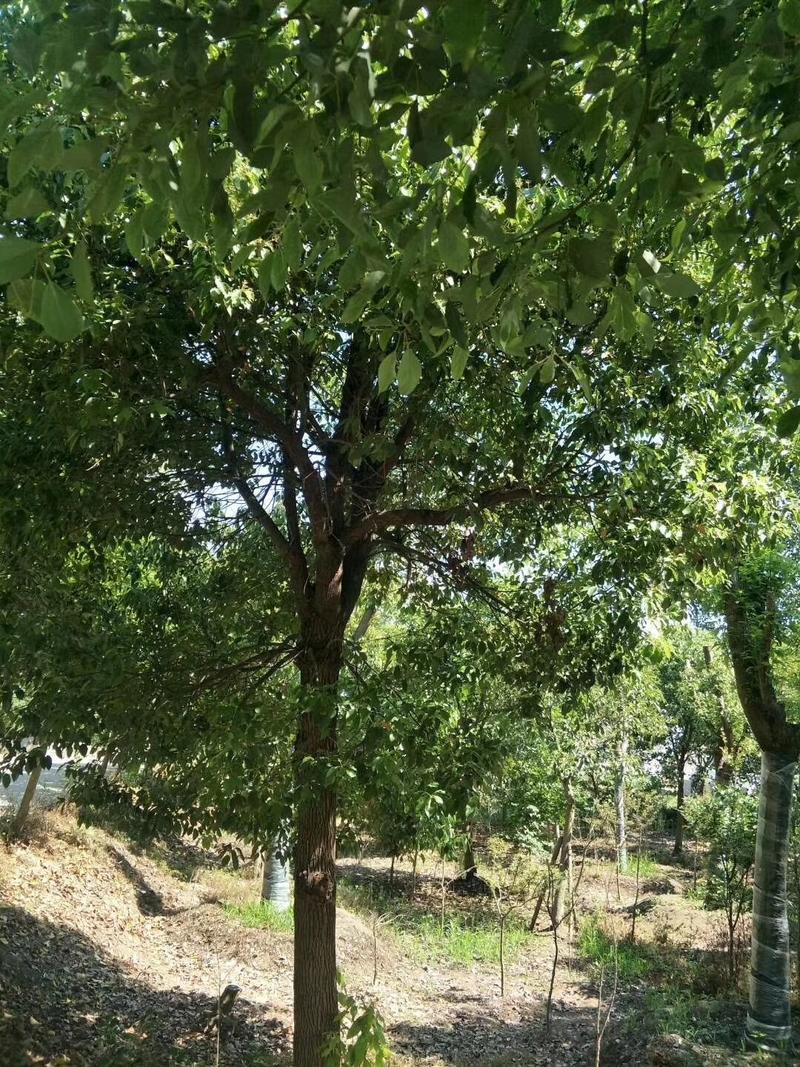 【精品】江苏优质樟树15-25公分包技术一条龙服务