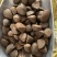 油茶种子大果油茶种子红花油茶种