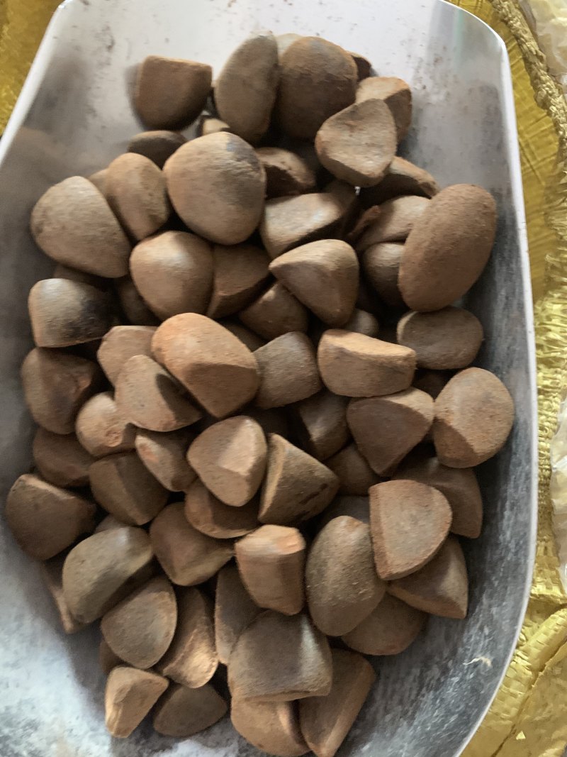 油茶种子大果油茶种子红花油茶种