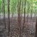 北美红枫，秋火焰红枫米径2—4公分自家苗圃持续上车
