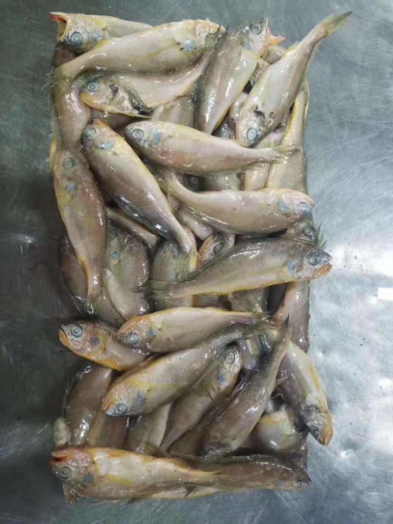 小黄鱼